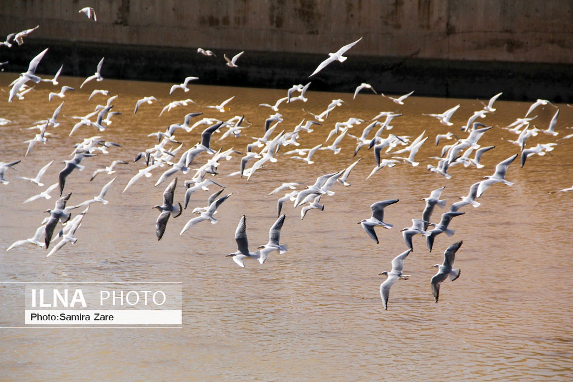 تصاویر: پرندگان مهاجرکاکایی درشیراز