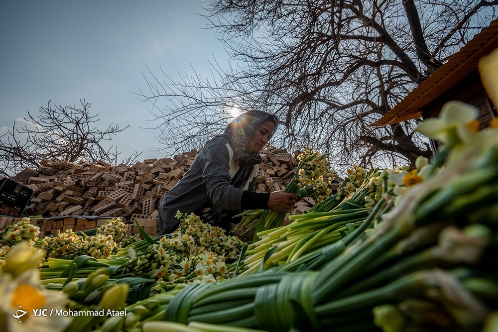 تصاویر: باغ گل نرگس در آزادشهر