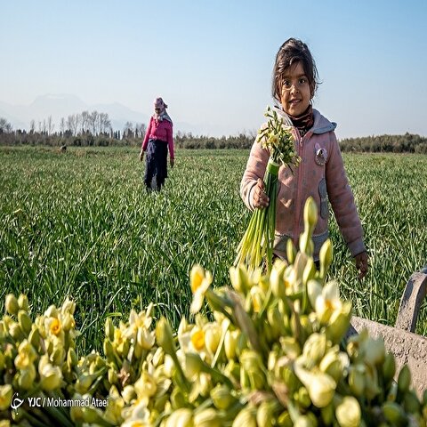 تصاویر: باغ گل نرگس در آزادشهر