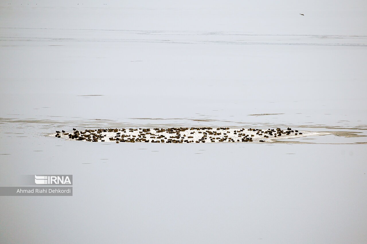 تصاویر: منجمد شدن تالاب چغاخور