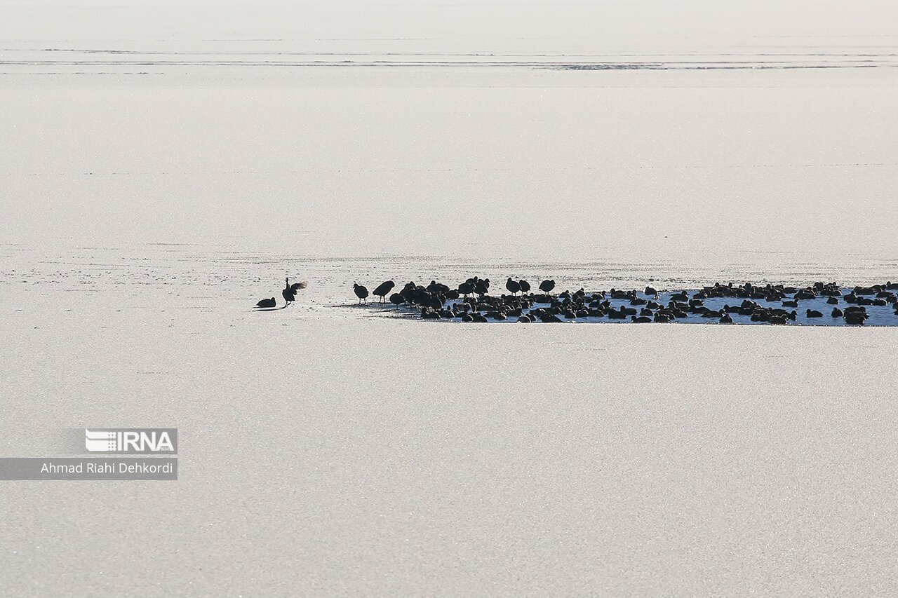 تصاویر: منجمد شدن تالاب چغاخور