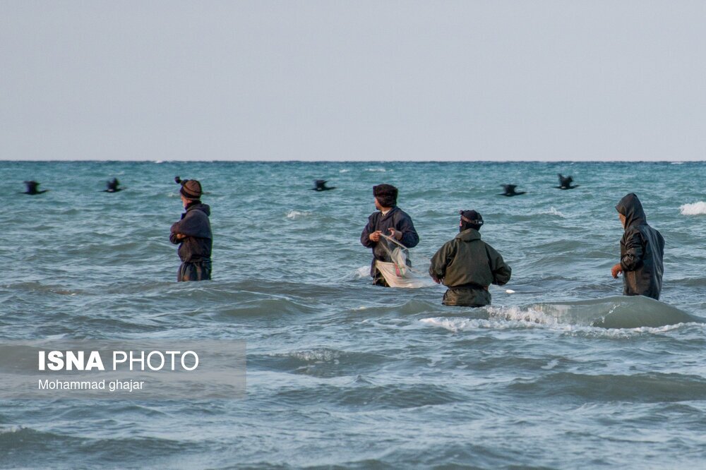 تصاویر: صید ماهی در سواحل شرقی دریای خزر