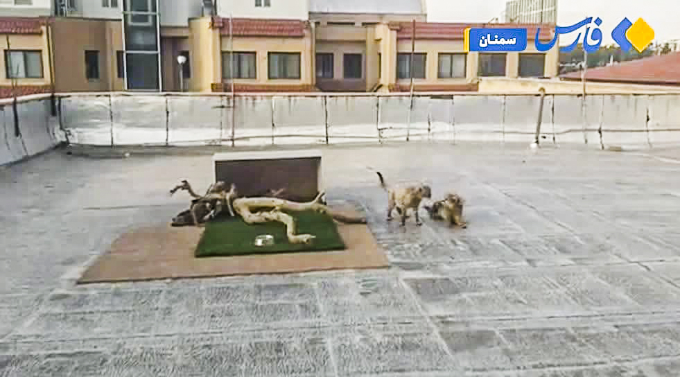 ویدیو / اقدام عجیب سازمان محیط‌زیست؛ نگهداری توله‌یوزهای آسیایی روی پشت‌بام ساختمان