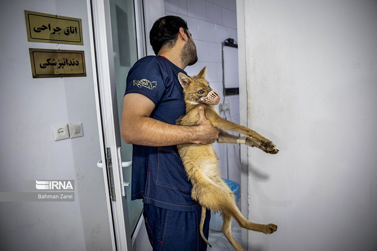 تصاویر: بیمارستان حیوانات