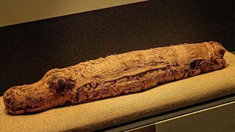 کشف کروکودیل‌های مومیایی‌شده متعلق به ۲۵۰۰ سال پیش در مصر
