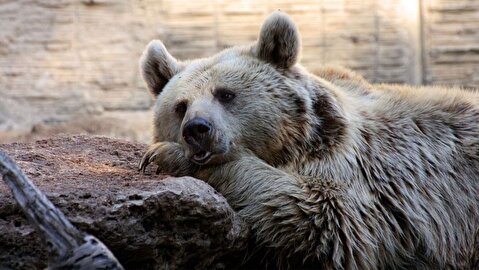 کشف تازه دانشمندان؛ قدمت استفاده از پوست خرس توسط انسان به ۳۰۰ هزار سال می‌رسد