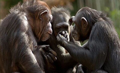 نتایج یک مطالعه:  انسان‌ها قادر به درک حرکات شامپانزه‌ها هستند