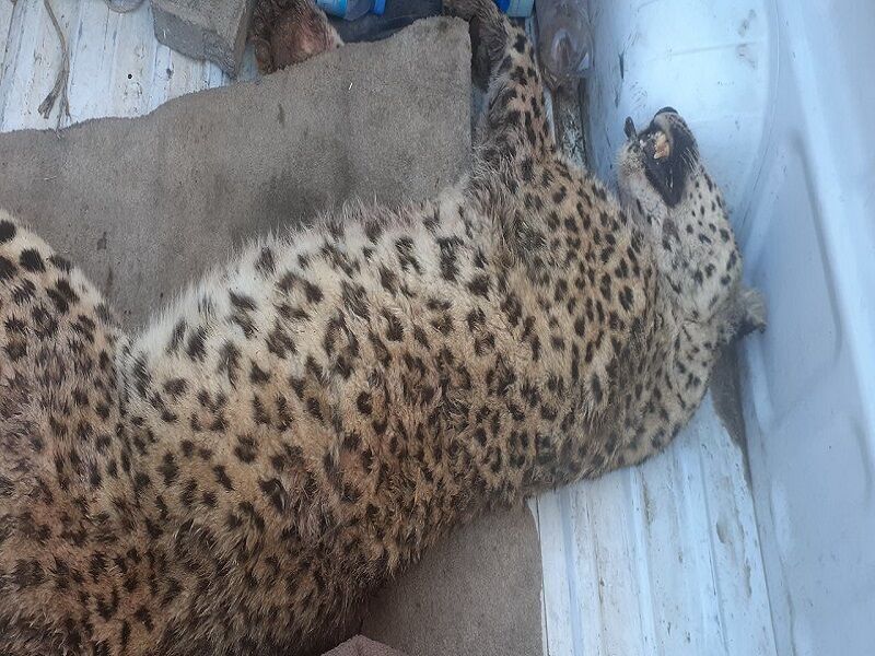 یک قلاده پلنگ در شهرستان قوچان کشته شد