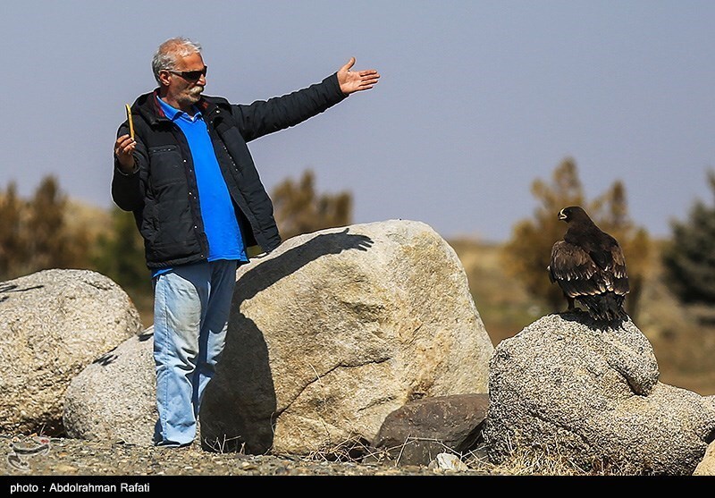 تصاویر: رهاسازی پرندگان شکاری در طبیعت-همدان