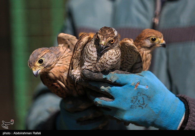 تصاویر: رهاسازی پرندگان شکاری در طبیعت-همدان