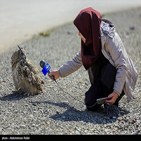 تصاویر: رهاسازی پرندگان شکاری در طبیعت-همدان