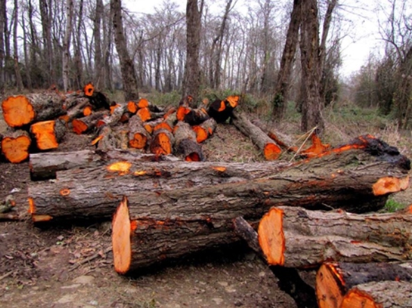 وقتی صد هکتار درخت در ۴۰ سال را نتوانسته اند بکارند، حالا چگونه می‌خواهند یک میلیارد درخت بکارند؟ / تاکنون دو میلیارد درخت از دست داده‌ایم / هشت میلیون هکتار از جنگل هایمان در صد سال اخیر از بین رفته 