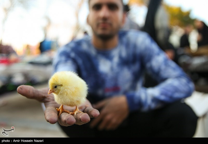 تصاویر: حال و هوای بازار قزوین در روزهای پایان سال