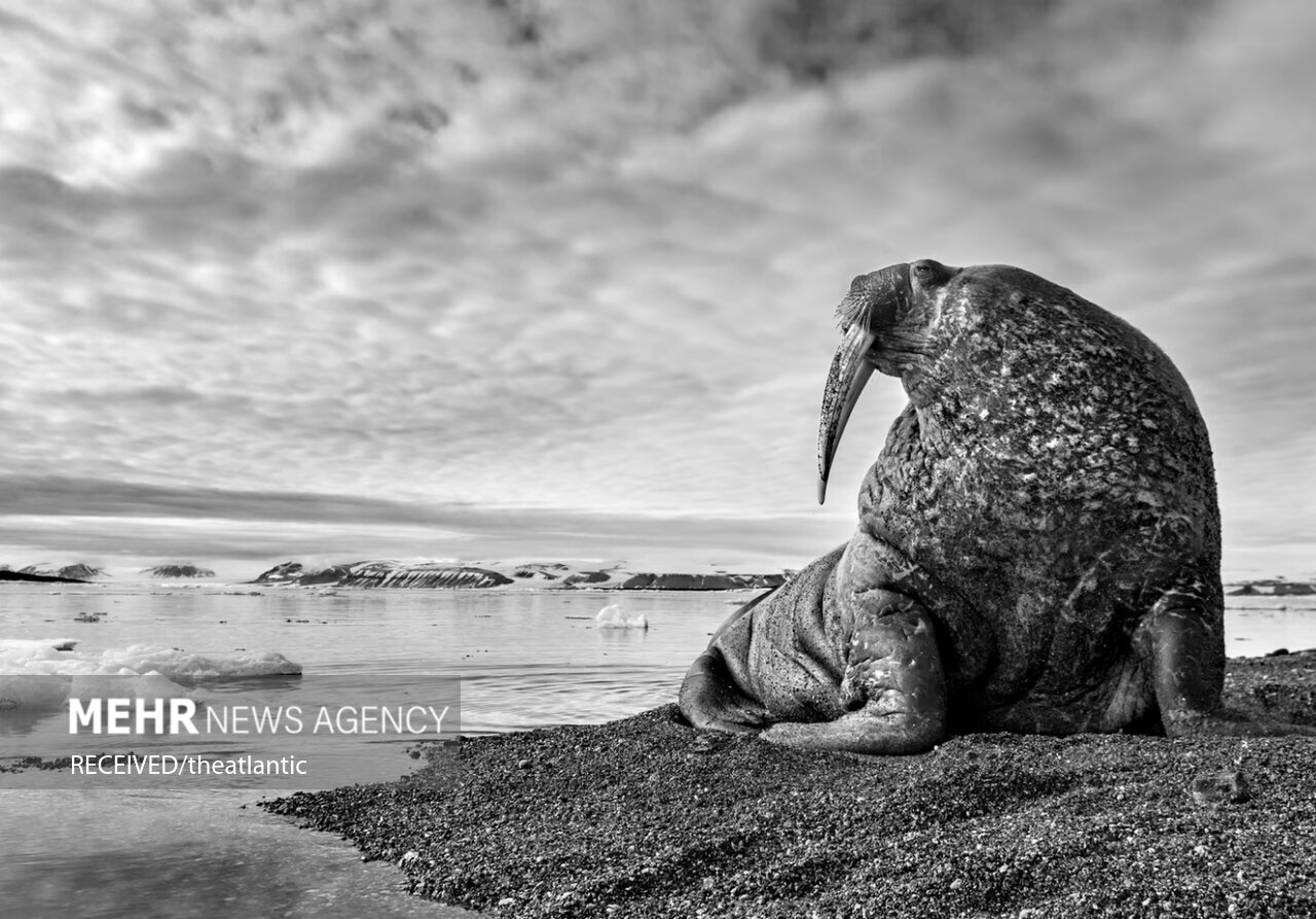 تصاویر: عکس‌های منتخب حیات وحش سایت آتلانتیک