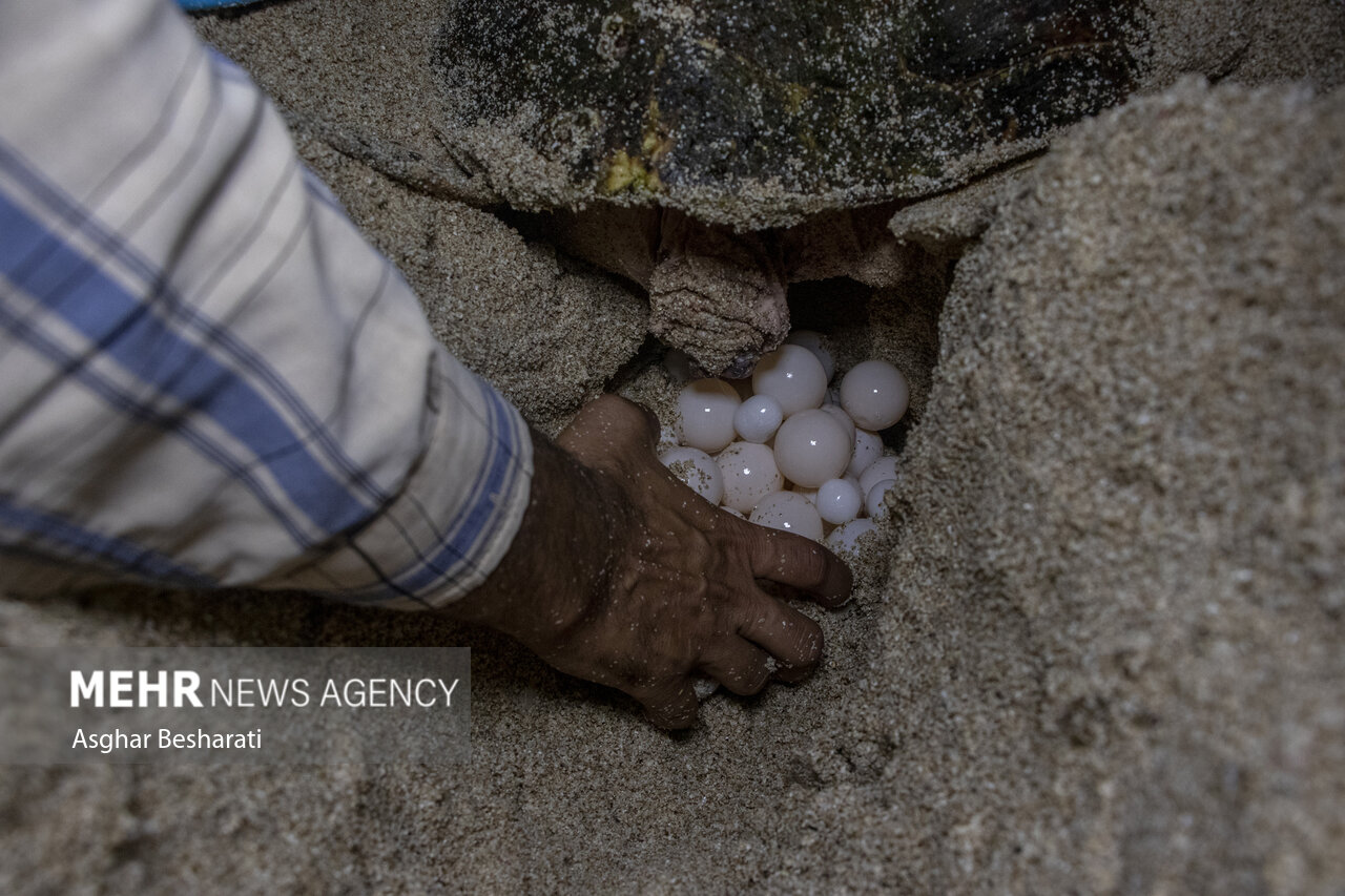 تصاویر: تخم گذاری لاک پشت پوزه عقابی در سواحل قشم