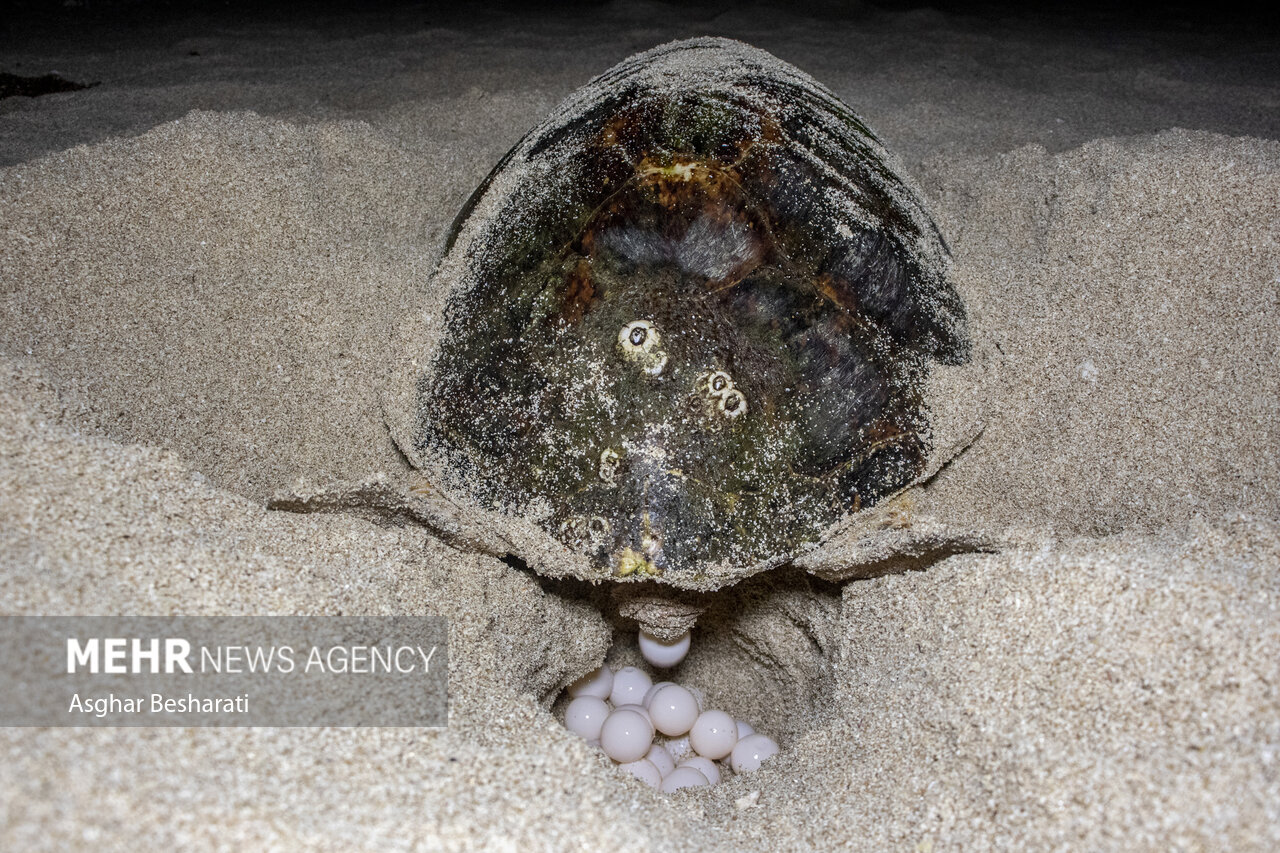 تصاویر: تخم گذاری لاک پشت پوزه عقابی در سواحل قشم