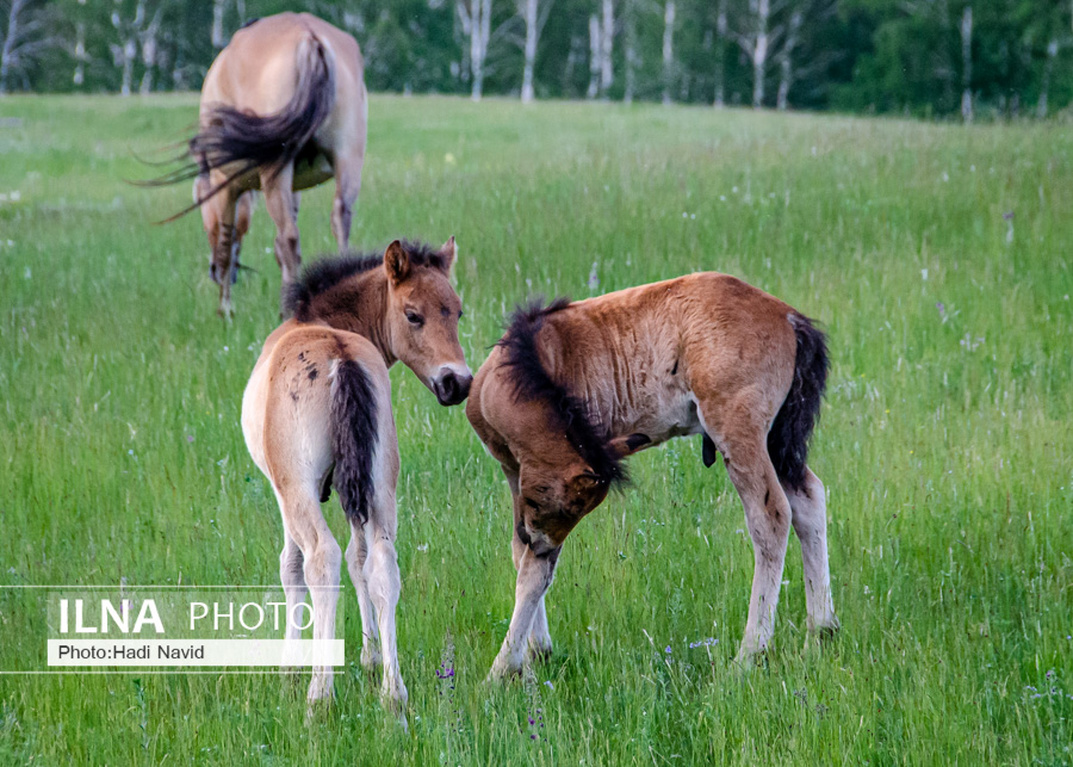 تصاویر: اسبهای باشقیرستان