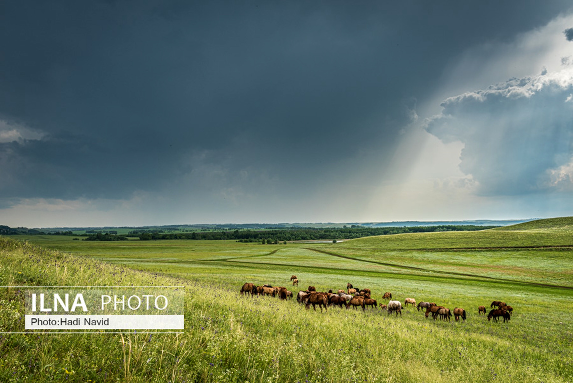 تصاویر: اسبهای باشقیرستان