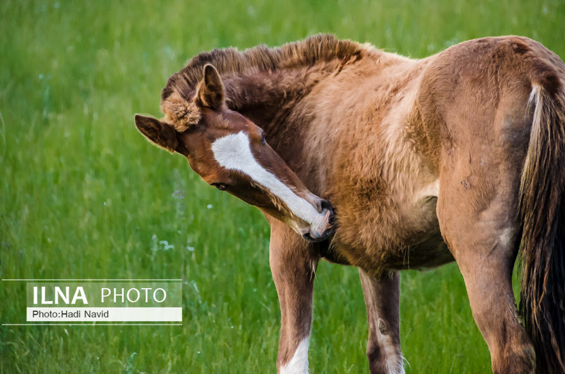 تصاویر: اسبهای باشقیرستان