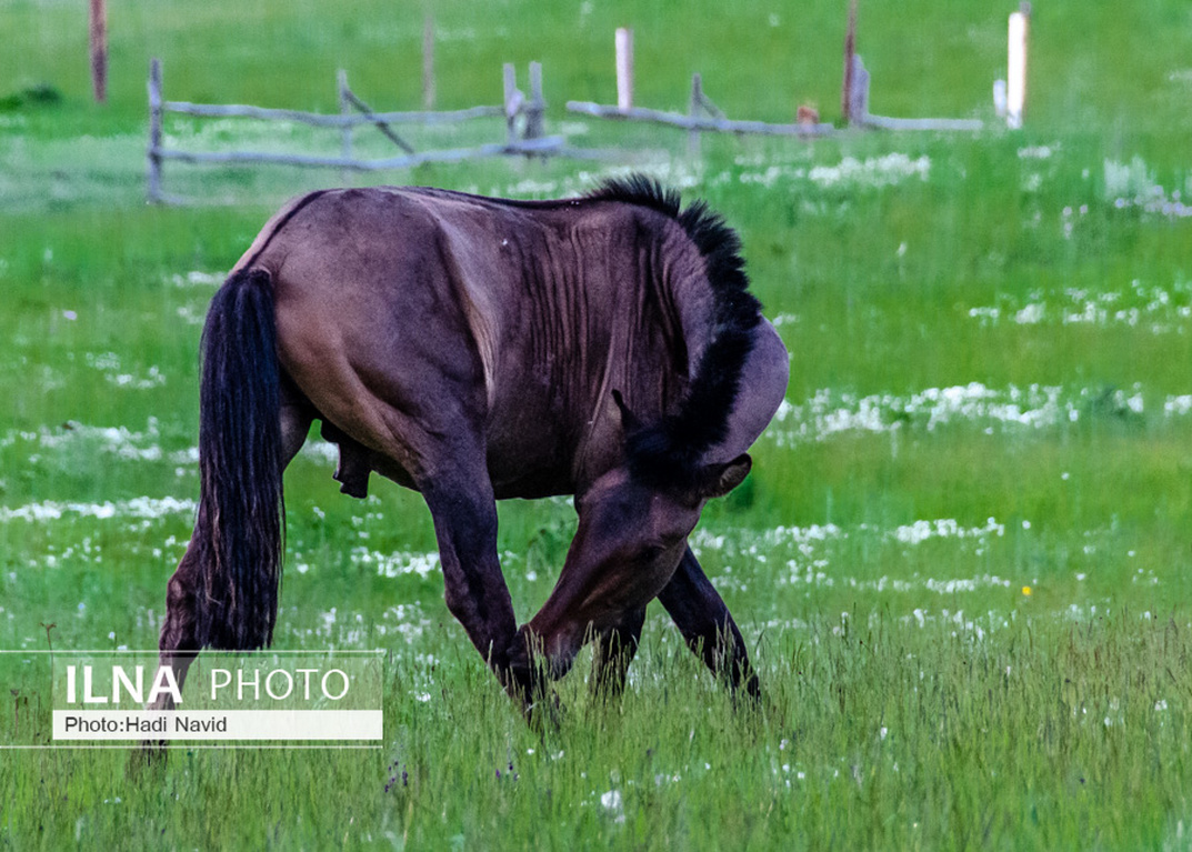 تصاویر: اسبهای باشقیرستان