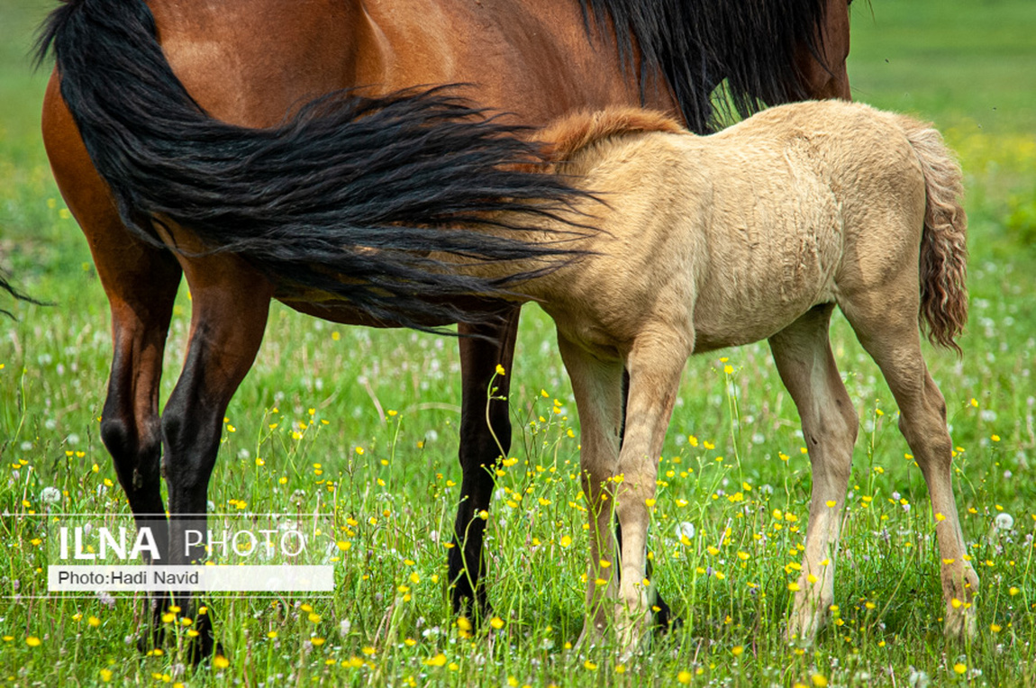 تصاویر: اسبهای باشقیرستان
