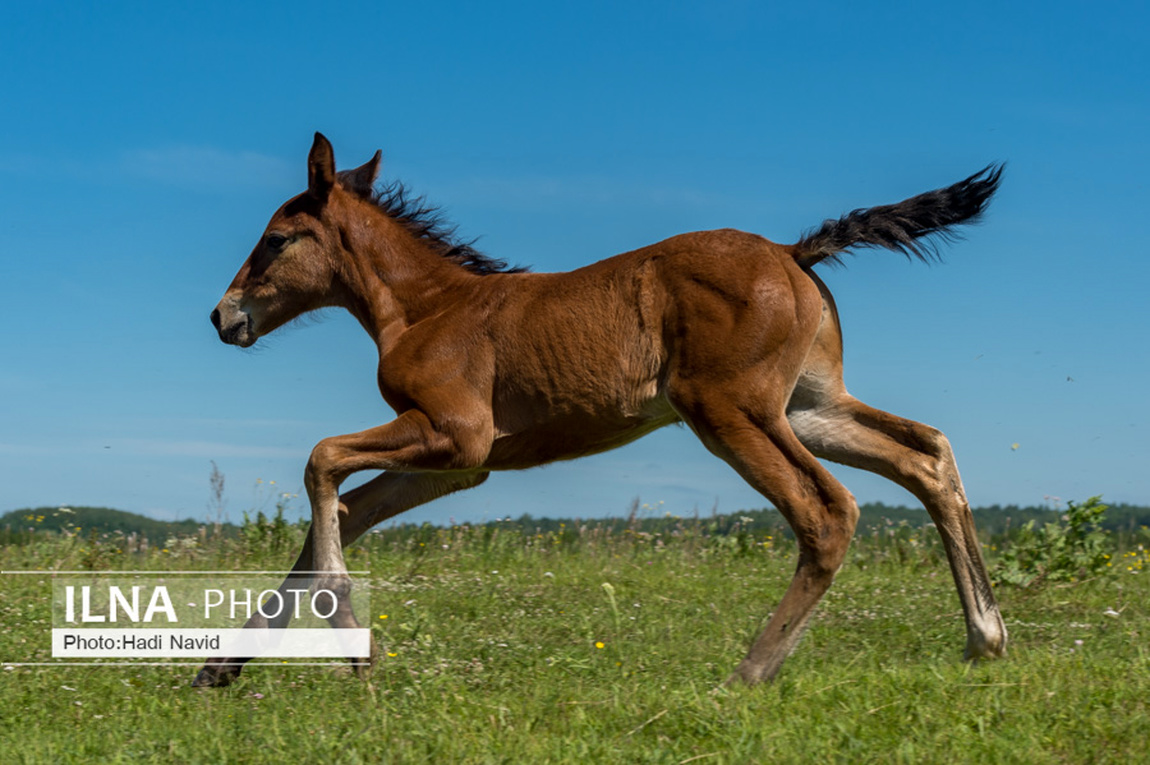 تصاویر: اسبهای باشقیرستان