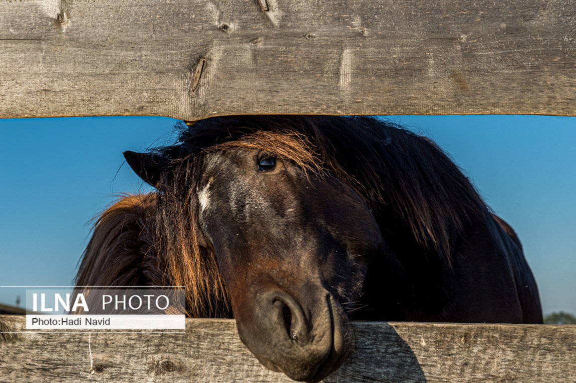 تصاویر: اسبهای باشقیرستان