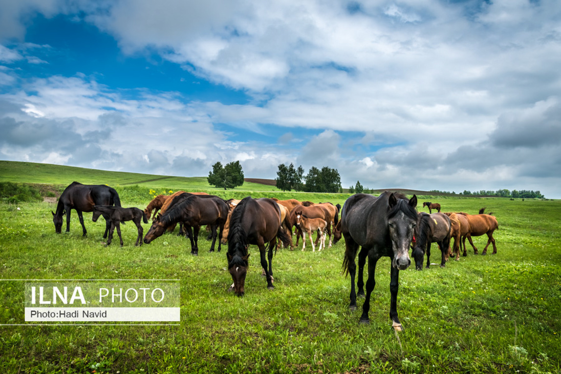 تصاویر: اسبهای باشقیرستان