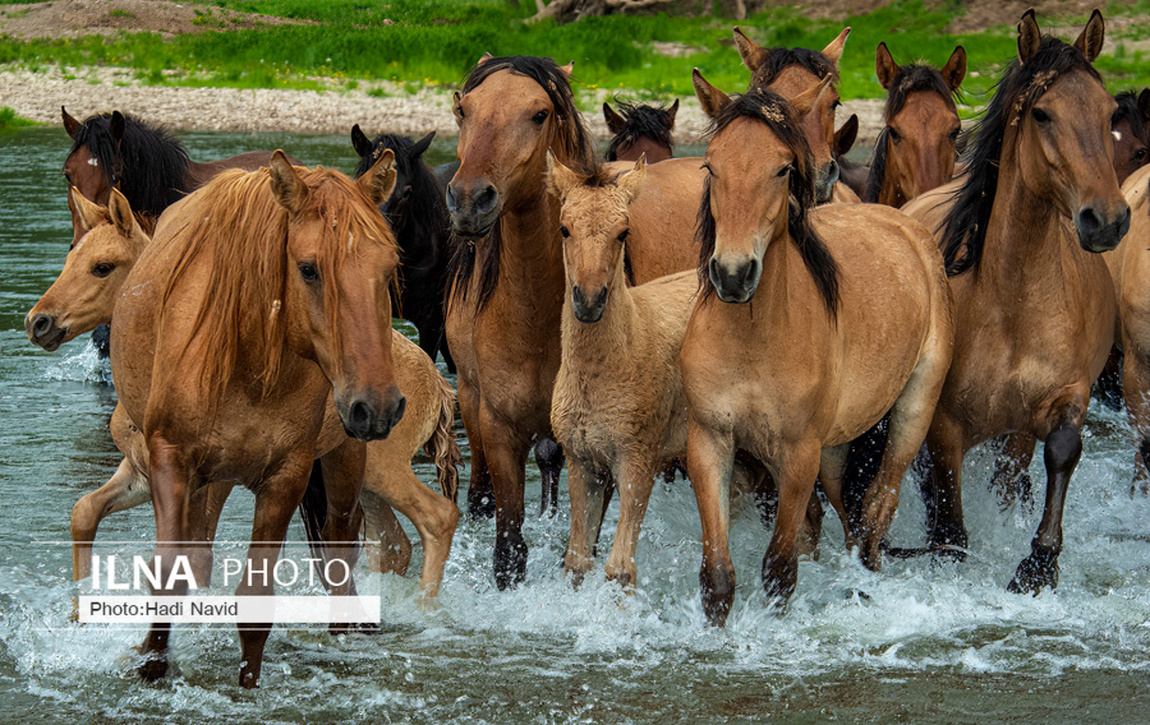 تصاویر: اسبهای باشقیرستان