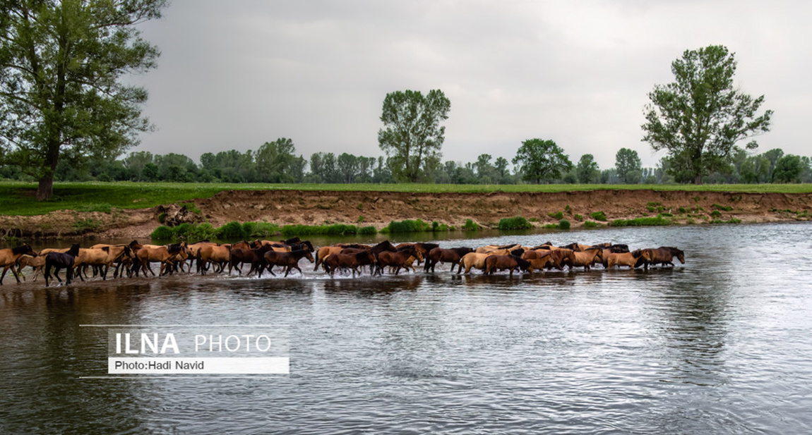 تصاویر: اسبهای باشقیرستان
