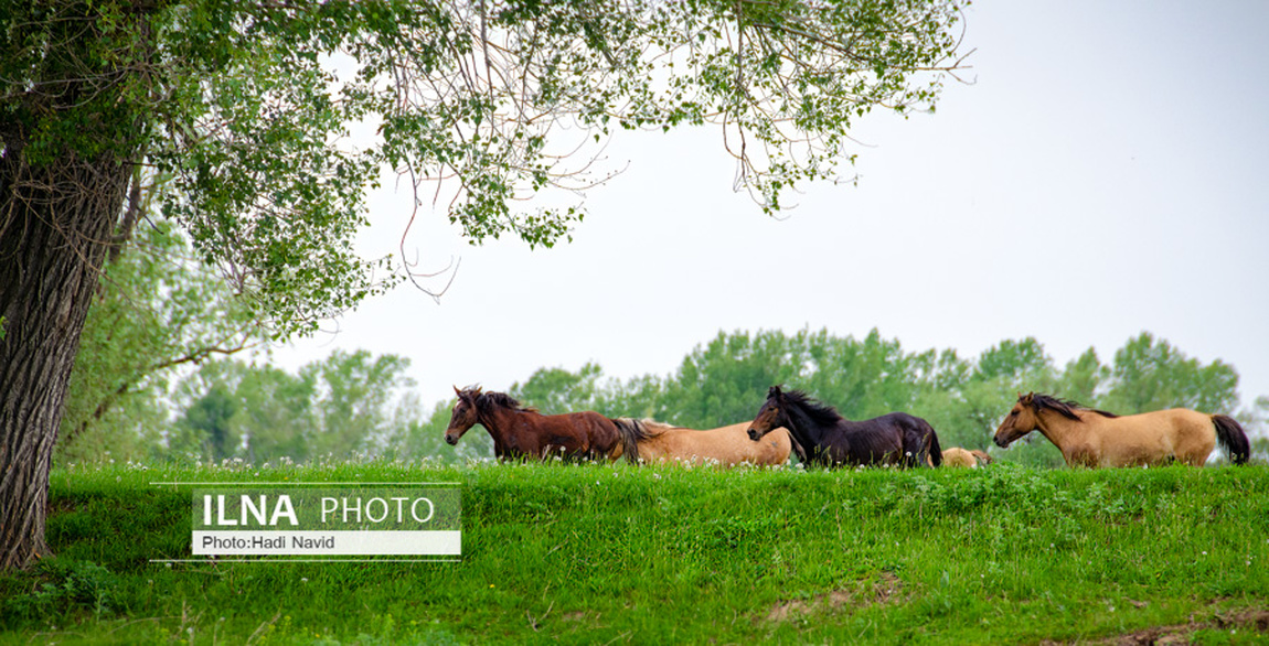 تصاویر: اسبهای باشقیرستان