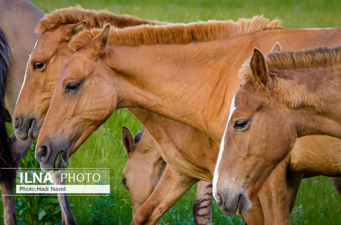 تصاویر: اسبهای باشقیرستان