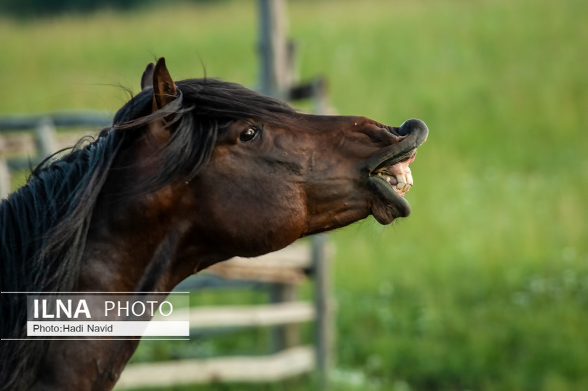 تصاویر: اسبهای باشقیرستان