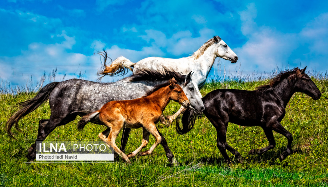 تصاویر: اسبهای باشقیرستان