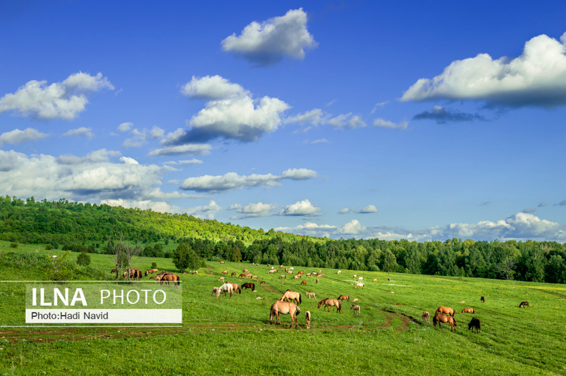 تصاویر: اسبهای باشقیرستان