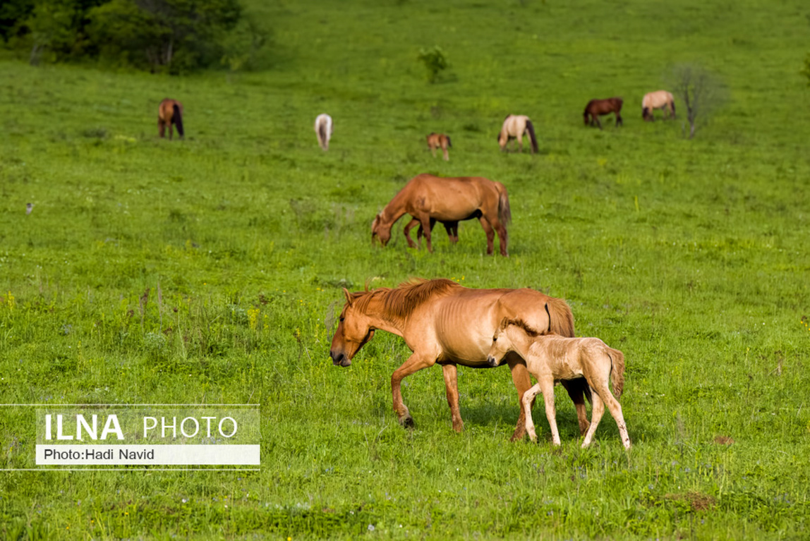 تصاویر: اسبهای باشقیرستان