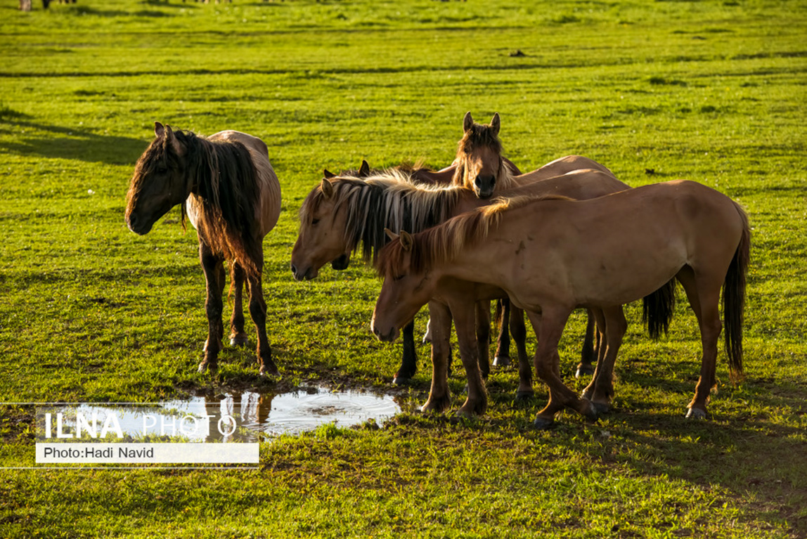 تصاویر: اسبهای باشقیرستان