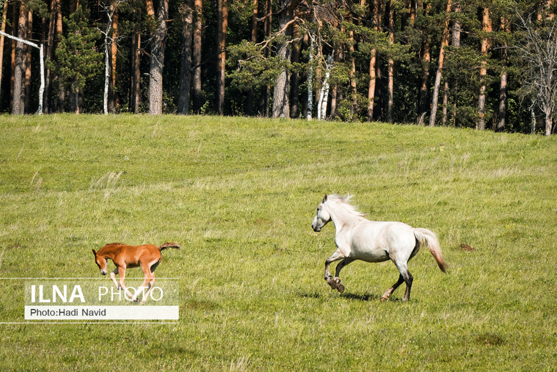 تصاویر: اسبهای باشقیرستان