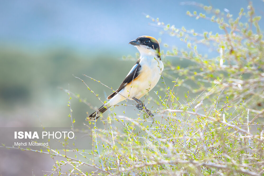 تصاویر: روستای &laquo;سیاهپوش&raquo;