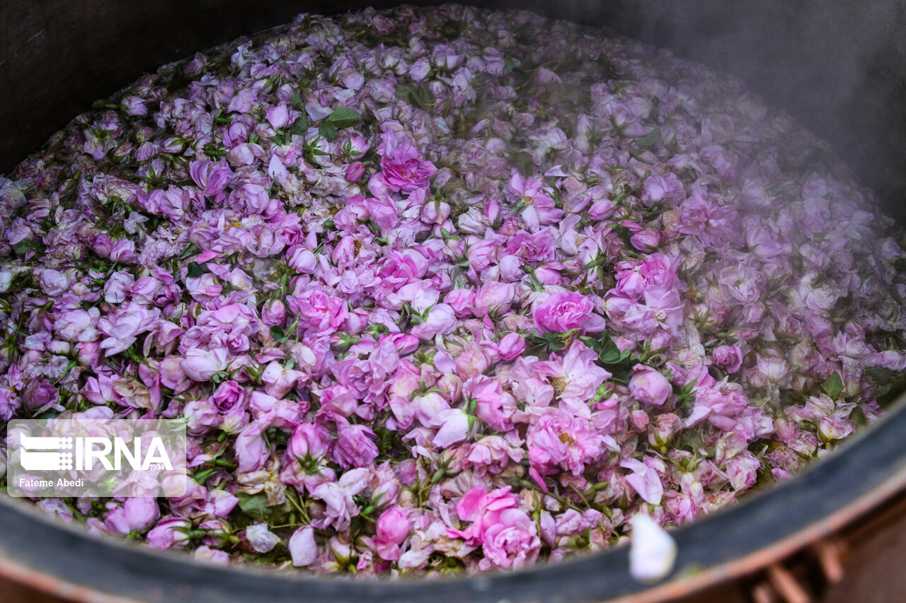 تصاویر: جشنواره گل و گلاب