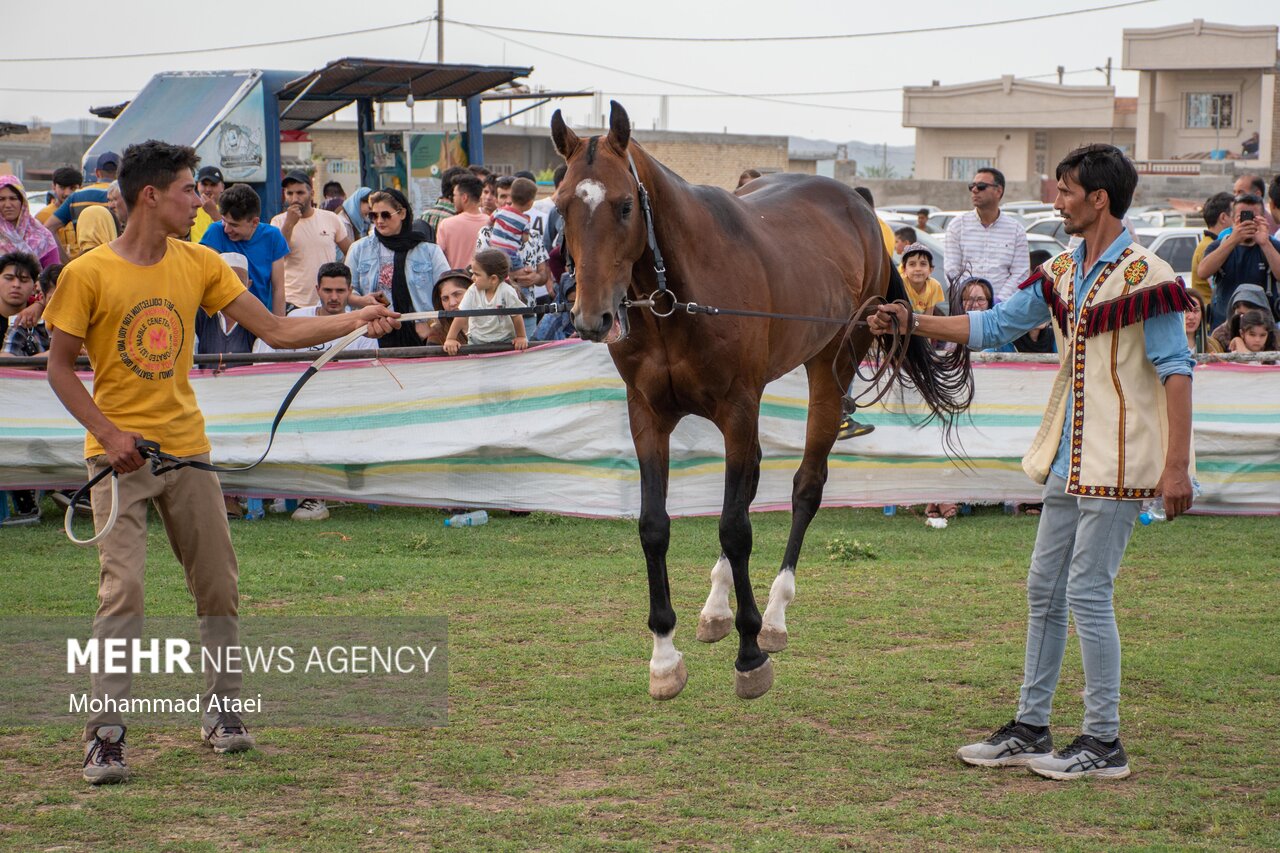تصاویر: شانزدهمین جشنواره ملی «اسب اصیل ترکمن» در گلستان
