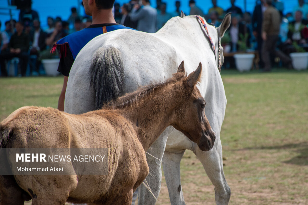 تصاویر: شانزدهمین جشنواره ملی «اسب اصیل ترکمن» در گلستان
