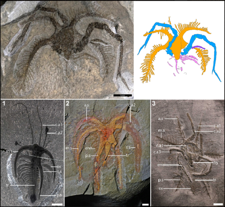 کشف فسیل یک موجود باستانی ۴۵۰ میلیون سالهک عجیب که چشم نداشته است