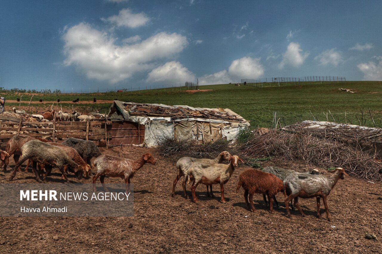 تصاویر: ورینا؛ پشم چینی گوسفندان