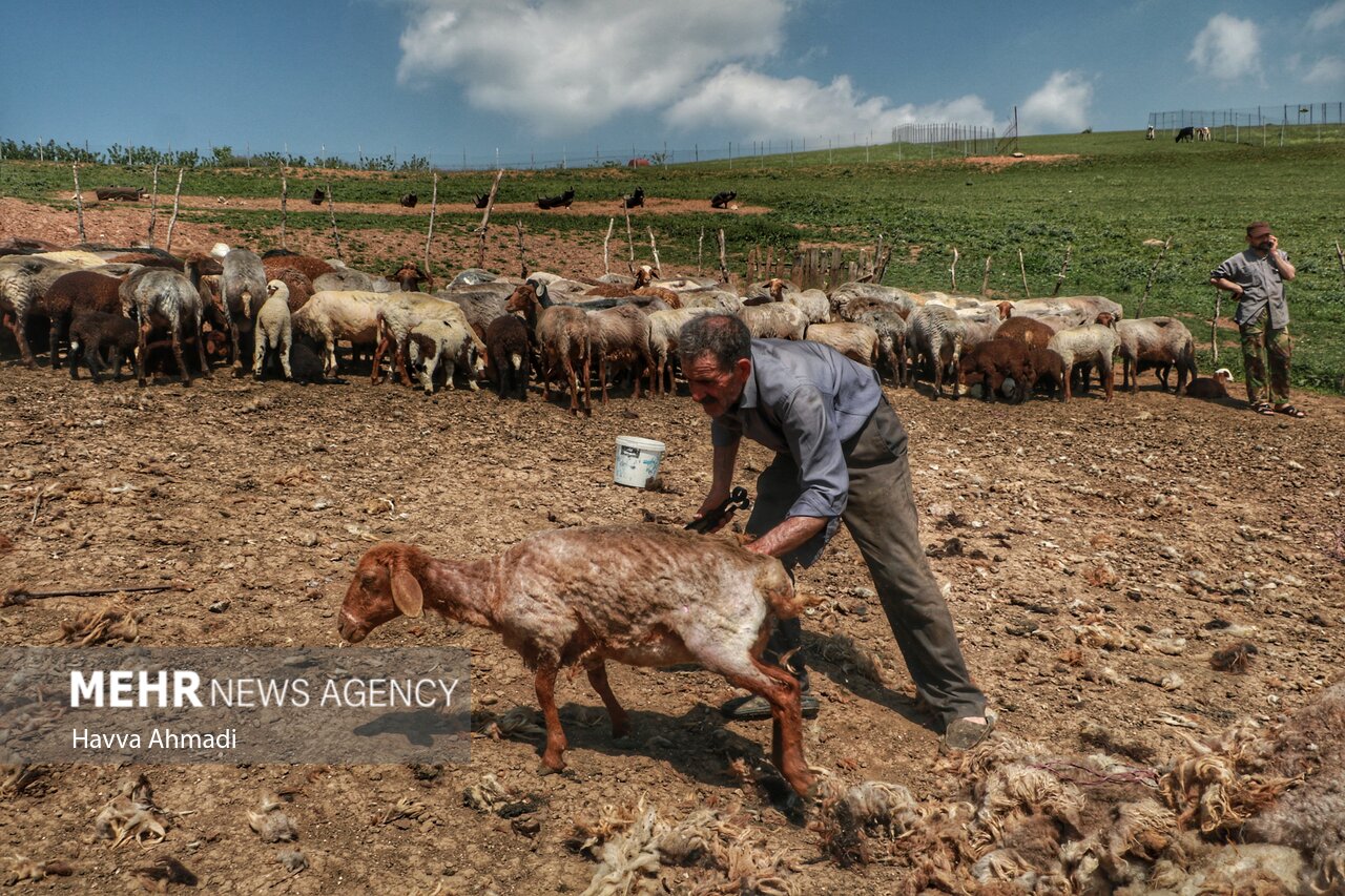 تصاویر: ورینا؛ پشم چینی گوسفندان