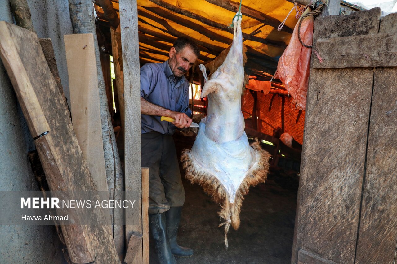 تصاویر: ورینا؛ پشم چینی گوسفندان