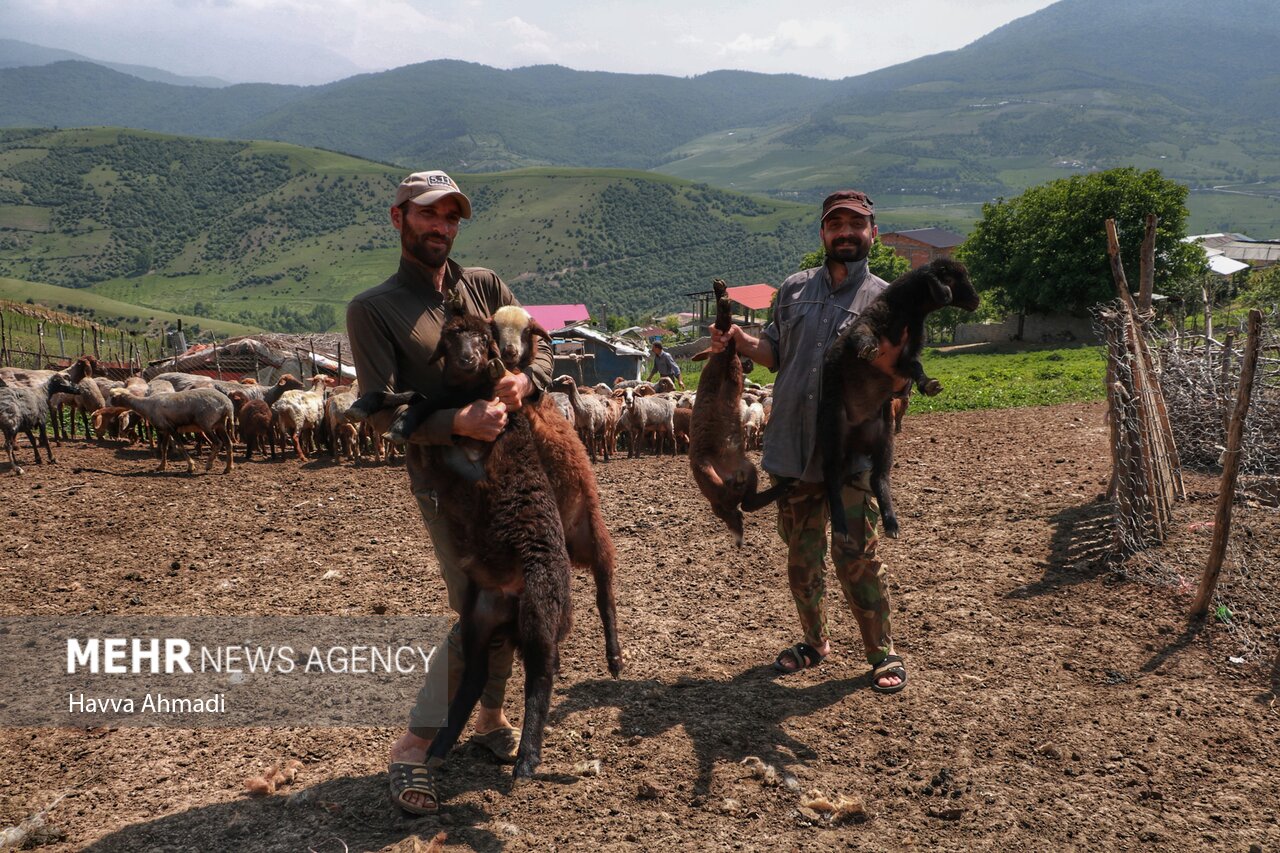 تصاویر: ورینا؛ پشم چینی گوسفندان