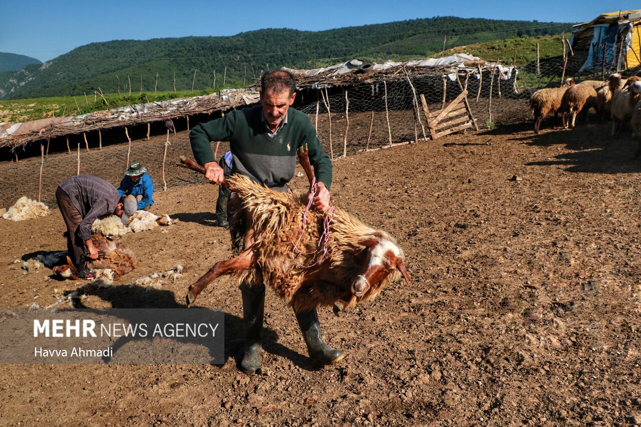 تصاویر: ورینا؛ پشم چینی گوسفندان