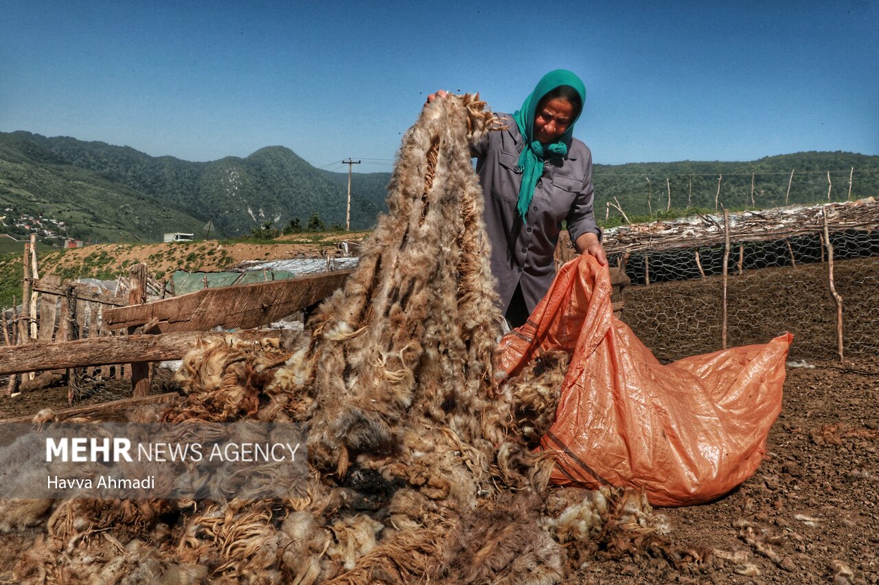 تصاویر: ورینا؛ پشم چینی گوسفندان