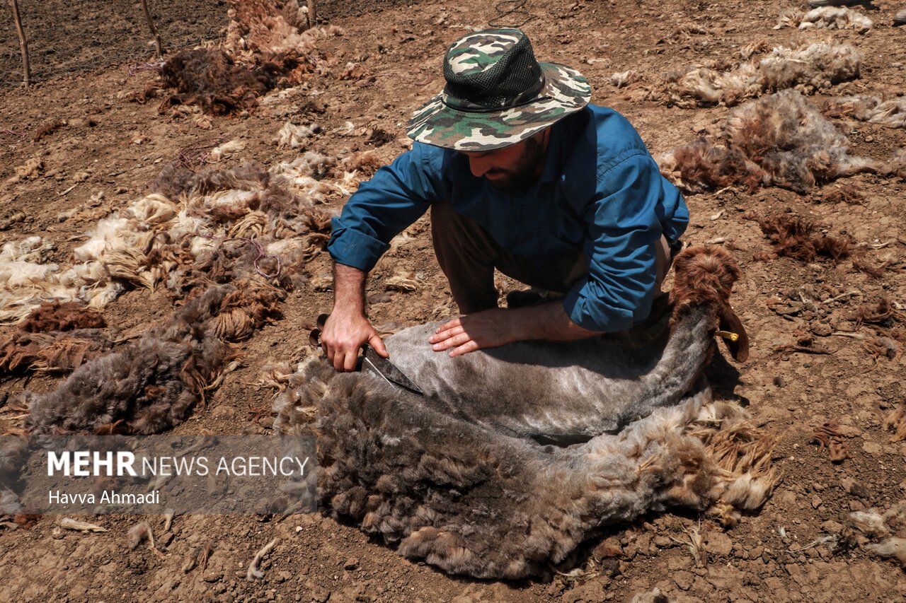 تصاویر: ورینا؛ پشم چینی گوسفندان